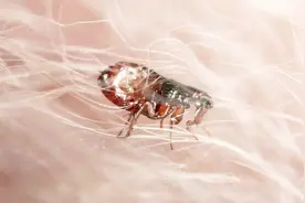 消灭家里的跳蚤，只需喷点它，快速灭跳蚤，省事还省钱视频封面