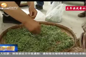 甘肃文县：种茶开启致富路视频封面