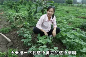谁知盘中餐，粒粒皆辛苦，一分耕耘，一分收获视频封面