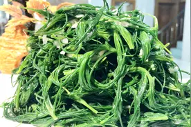 猪毛菜在农村遍地都是，清淡养生降血压，看看厨师长做的怎么样视频封面