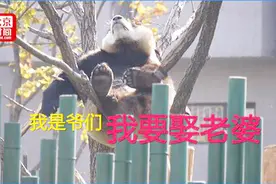 从“千金”变“少爷” 动物园发声明为大熊猫更正性别