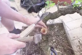 高手制作榆树盆景舍利好简单，在树干上钻个洞进行制作！好有创意视频封面
