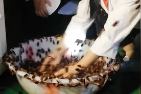 胆子大的戳！揭秘全球最大的美洲大蠊养殖基地！围观60亿只蟑螂！