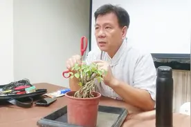 盆景缩枝死掉的原因，教你一招解决问题，林庆祥老师系列11视频封面