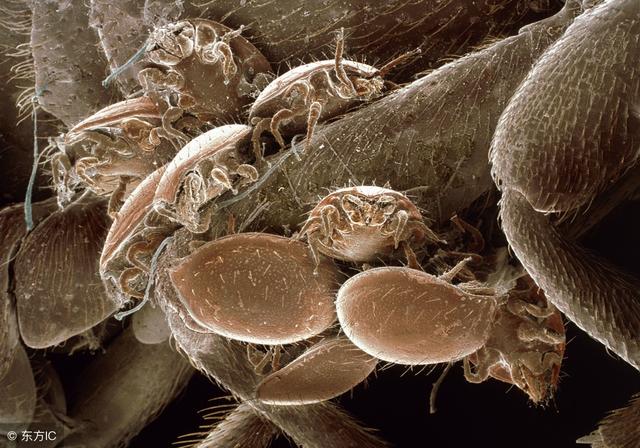 在床上喷洒酒精可以杀死螨虫吗?