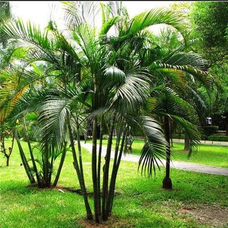 富贵椰子怎么养 富贵椰子的养殖方法和注意事项→maigoo知识