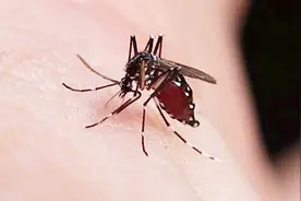 夏天蚊子多，奶奶告诉我一个灭蚊子的土方法，用了以后蚊子死光光