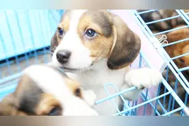 最萌“公务员”上岗！31只小警犬今天集中配发啦