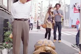 外国80岁老人带巨型宠物龟散步，引路人围观拍照视频封面