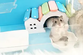 两只小仓鼠住进了二层小别墅，兴奋得连喜欢吃的瓜子都顾不上吃了