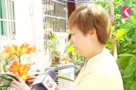 破记录！君子兰开出7支箭 这太罕见了视频封面
