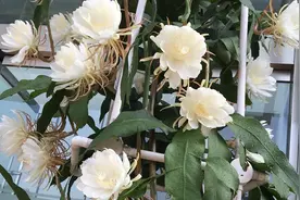 昙花不开花，知道这几个原因，每年都能开满花，一次开花几十朵视频封面