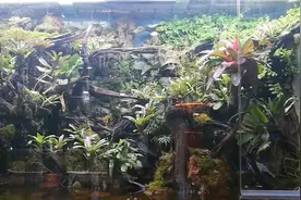 北京十里河最大雨林缸，这样的鱼缸景观才叫高端，看完你会入坑吗视频封面