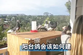 鸽舍建造：阳台鸽舍该如何建？鸽棚设计需要注意哪些问题？视频封面