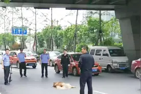 长沙北辰三角洲附近恶犬咬伤4人，民警开枪击毙！现场视频来了……视频封面