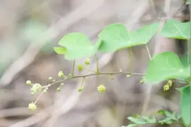 这种农村野草，被农民叫“石蟾蜍”，中医说泡水能治脚气！视频封面