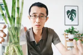 水培富贵竹如何施肥？关键1步，让富贵竹疯长不黄叶