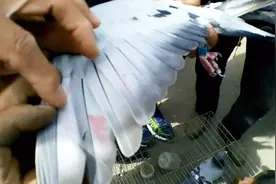 知道鸽子翅膀上盖印章腿上写编号是什么意思吗？听听养鸽牛人咋说视频封面