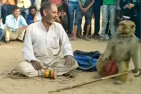 逆天猴子居然拿棍子吓唬它的主人，厉害了我的猴！视频封面