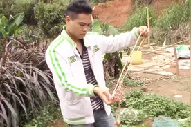 放鱼笼抓塘角鱼，这些鸡鸭肠就可以做饵料了，朋友们有更好建议吗