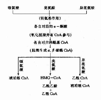 是时候给大家介绍它了——BCAA