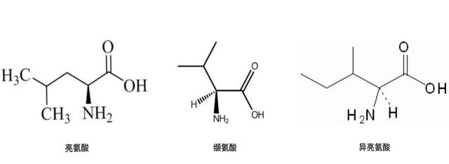 是时候给大家介绍它了——BCAA