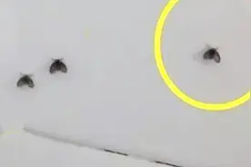 卫生间小黑虫又出来了，教你简单一招，家里一辈子都不会有小飞虫