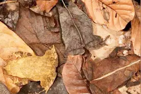 图中有3只动物，2秒内看到它们你就是天才！我一眼就看到了