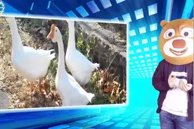 国内超市，为何都不卖鹅蛋？太贵了，别人买不起？不信？