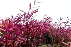 这种野菜外号“皇帝菜”，营养价值极高，贫血的人尤其要多吃！视频封面
