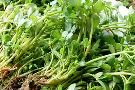 别小看田间这种野菜，虽然不是药，却能消炎止痛治疗胃炎视频封面