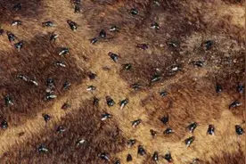 天气炎热，苍蝇越来越多，教你制作灭蚊液，比买的要管用很多！