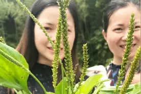 农村姑嫂挖蛤蟆衣，嫂子说用来做凉茶利尿，小姑说用来放汤烧豆干视频封面