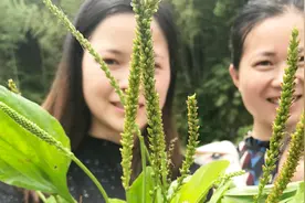 农村姑嫂挖蛤蟆衣，嫂子说用来做凉茶利尿，小姑说用来放汤烧豆干视频封面