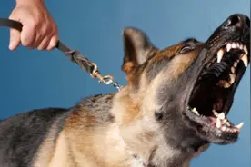 被狗紧追时，怎么做才能让狗狗放弃追你？今天总算涨知识了！