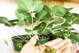 平民姐阳台种草莓 僵果&畸形果 都是因为花期两种不当操作所致视频封面