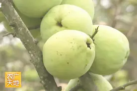 野木瓜像苹果，苦涩难吃，却是美味菜肴的绝佳食材 究竟怎么做？视频封面