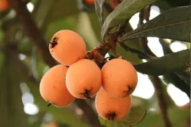 农村的枇杷不用花钱买，吃着还很甜，消食止咳、润肺下气！视频封面