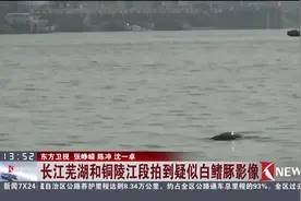 “水中国宝”好像现身了！长江芜湖和铜陵江段拍到疑似白鳍豚影像视频封面