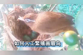 如何人工繁殖画眉鸟？来学几招！视频封面