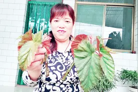 农村花姐扦插竹节海棠，一下子又添了两盆花，真的好羡慕啊！视频封面