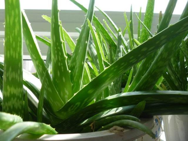 治疗角化型脚气偏方