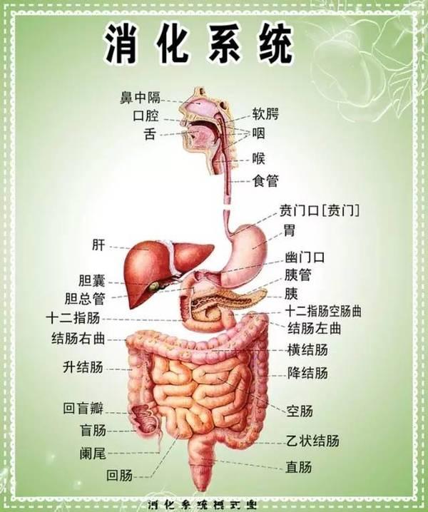 消化系统都有哪些消化酶？