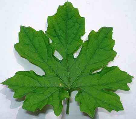 治疗角化型脚气偏方