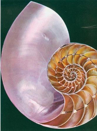 金纳米颗粒获得手性，要靠氨基酸和肽“使劲”