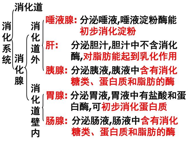 消化系统都有哪些消化酶？