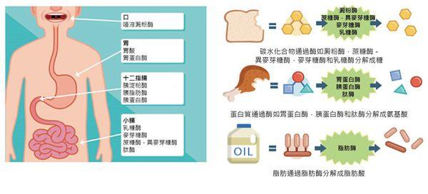 消化系统都有哪些消化酶？