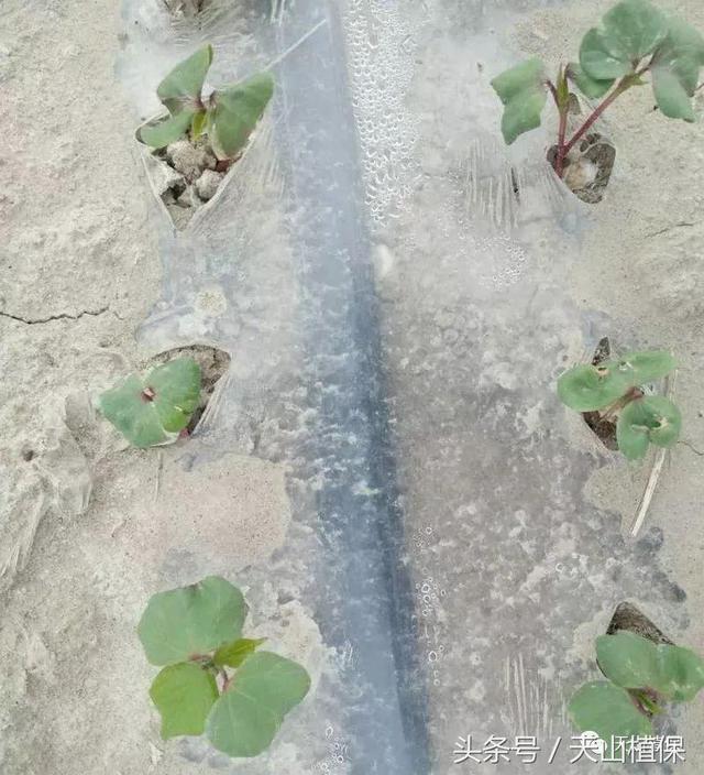 棉苗苗期不建议使用复硝酚钠