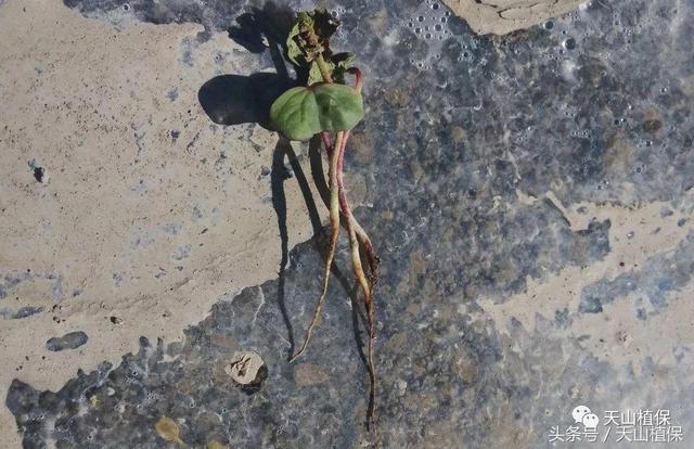 棉苗苗期不建议使用复硝酚钠