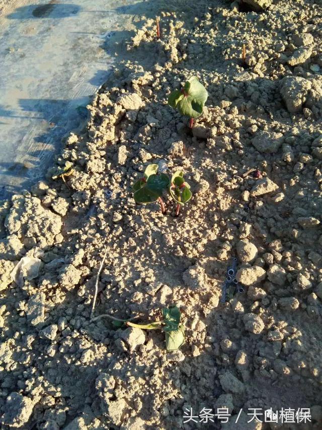 棉苗苗期不建议使用复硝酚钠